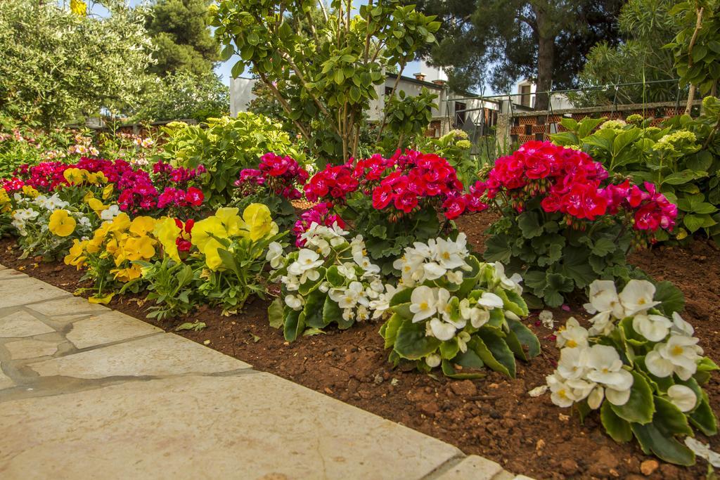 Apartment Hortensia Pula