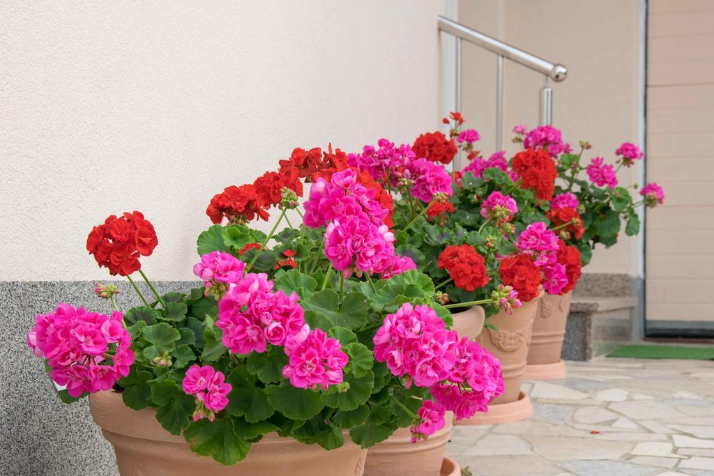 Apartman Hortensia *