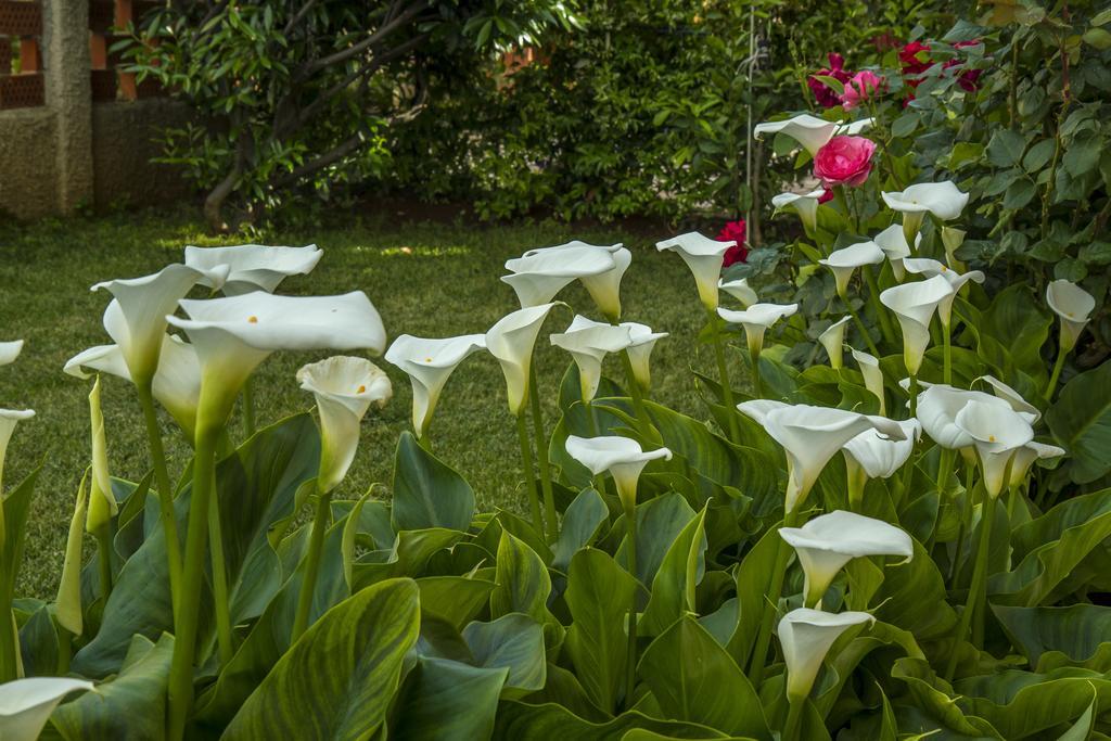 Hortensia Apartman